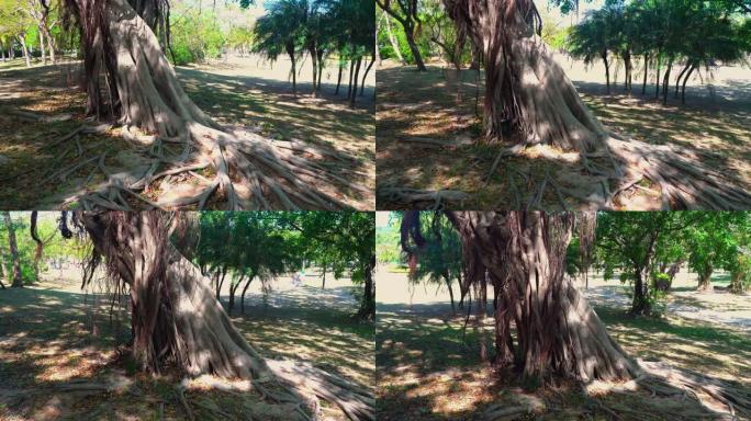 三亚城市公园的巨树