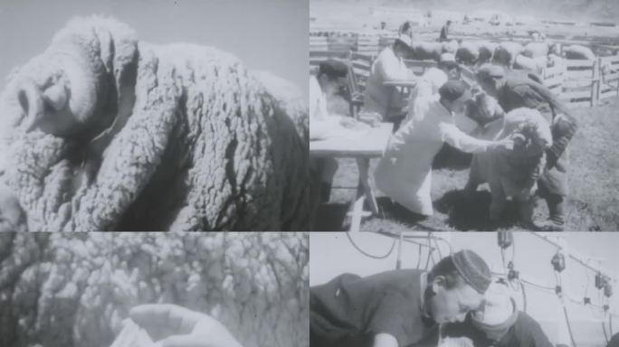 50年代 新疆细毛羊