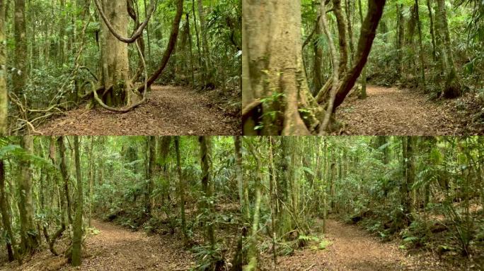 沿着澳大利亚雨林4k POV的徒步旅行小径行走