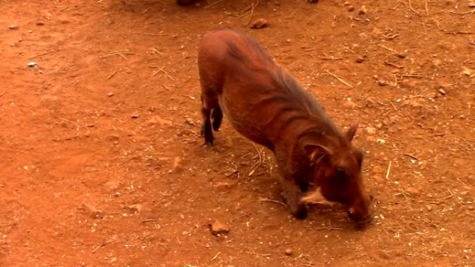 在非洲的肯尼亚，两只疣猪正弯着前爪在地上寻找食物