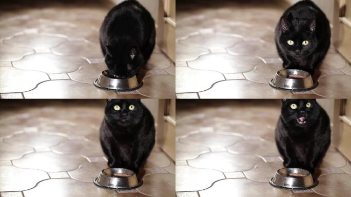 黑猫食品库存视频