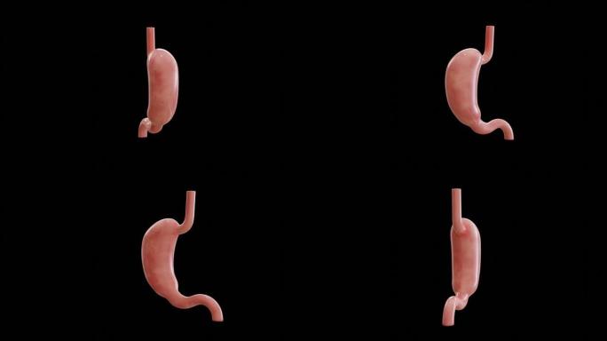 孤立的人类胃的3D动画，循环旋转。人体器官的解剖。消化系统