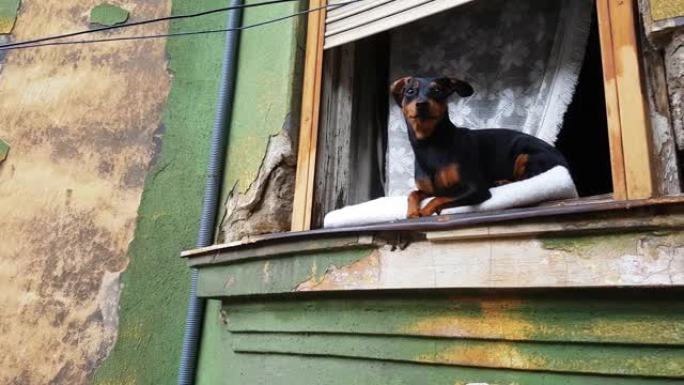 窗户上的微型Pinscher狗