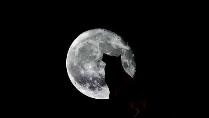 月亮前面的狼