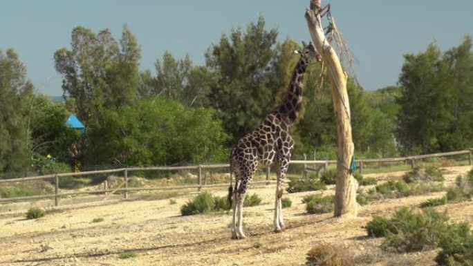 成年长颈鹿吃树上的叶子。长颈鹿在非洲动物园露天。出于意志的动物