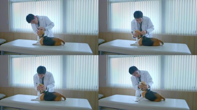 一名亚洲男兽医在兽医诊所的检查台上检查一只可爱的胖乎乎的比格犬。概念宠物护理，兽医，动物健康。