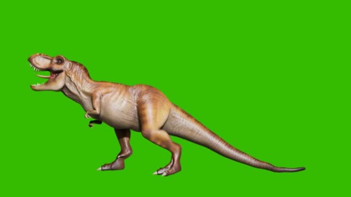 愤怒的恐龙暴龙在循环无缝动画中发出可怕的咆哮。绿色屏幕前的爬行动物。历史、自然和动物背景的动画。