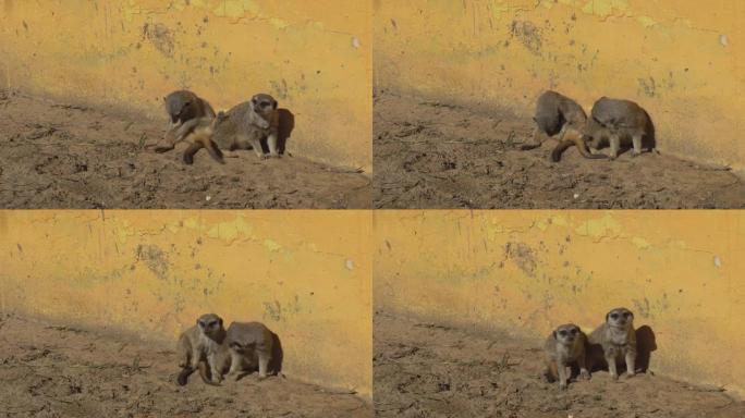 两只猫鼬坐在沙滩上看着。非洲动物园露天的猫鼬。出于意志的动物