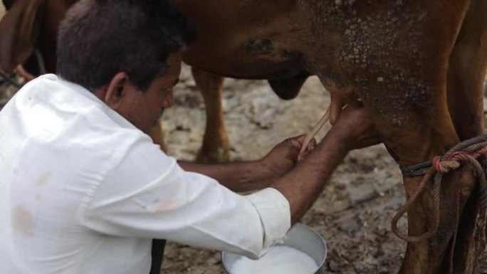 一个奶农在他当地的奶牛场挤奶，这是印度的农业场景。