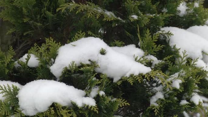 雪下的崖柏树枝靠近。thuja磨砂树枝上的雪