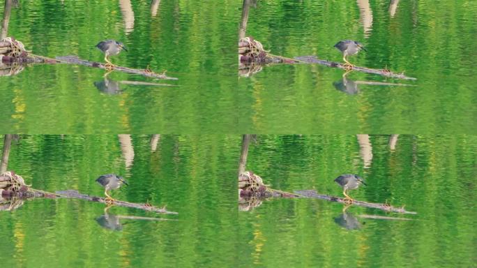 来自红树林的亚洲水监测器在珍珠农场的翡翠河中游泳。相机看着他变焦