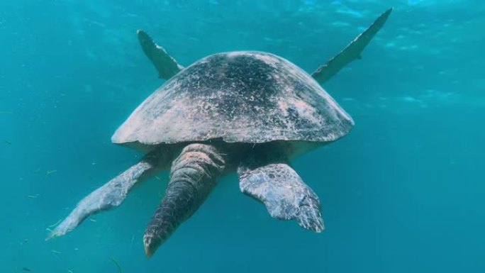 大堡礁非常古老的成熟绿海龟。澳大利亚水下