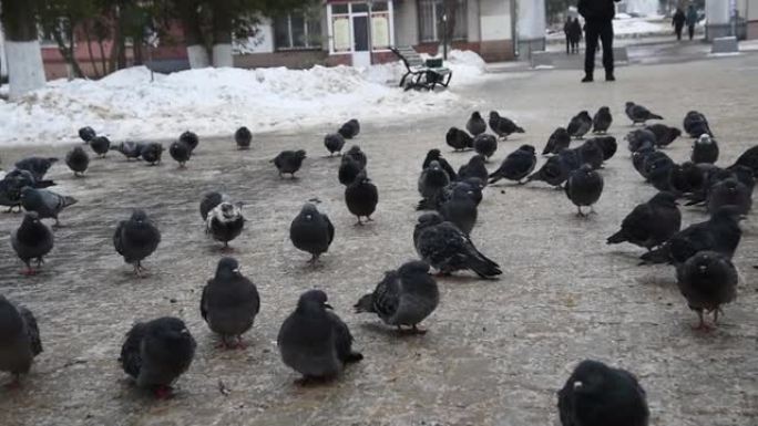 一群鸽子起飞，被一个奔跑的孩子吓坏了。城市景观