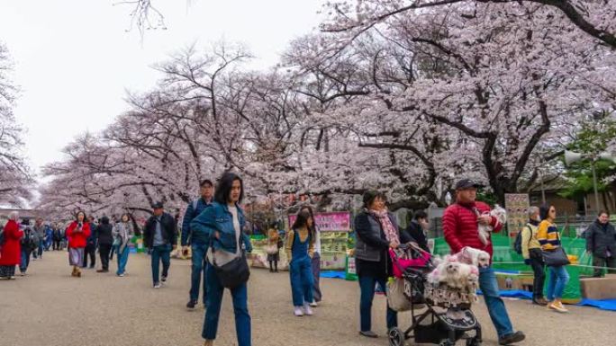 上野公园樱花节的时间流逝。上野公园是享受它的最佳地点之一，日本东京