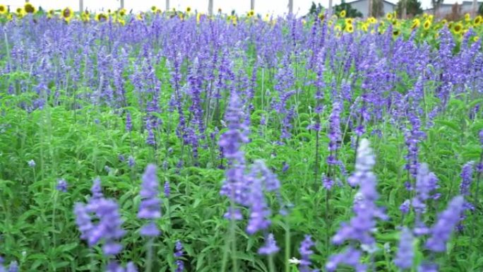 小花园里满是紫色薰衣草花的田野