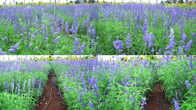 小花园里满是紫色薰衣草花的田野