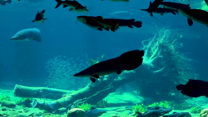 在水中游泳的鲸鲨 在水中游泳的海狮 人们在水族馆潜水