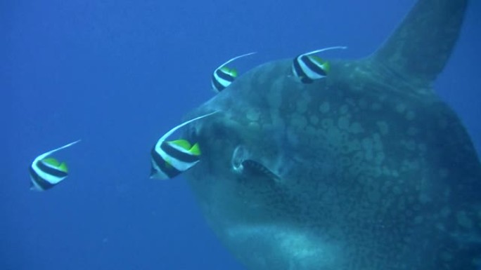 海洋翻车鱼 (mola-mola) 被bannerfish清洗