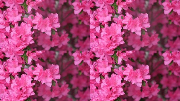 夏花系列，微粉杜鹃丛开花，花需要保持湿润，所以用喷雾器喷水，4k电影，慢动作。