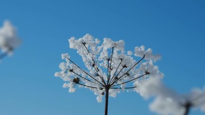 冬天的水晶花。