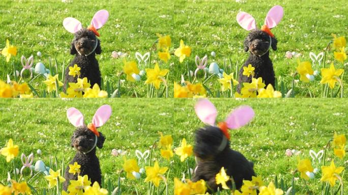 有趣的小狗 (狮子狗) 戴着复活节兔子耳朵