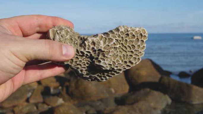 生物海洋学家在海边手持死珊瑚虫