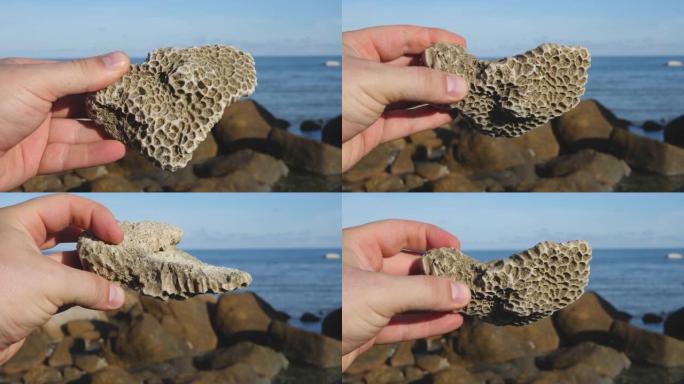 生物海洋学家在海边手持死珊瑚虫