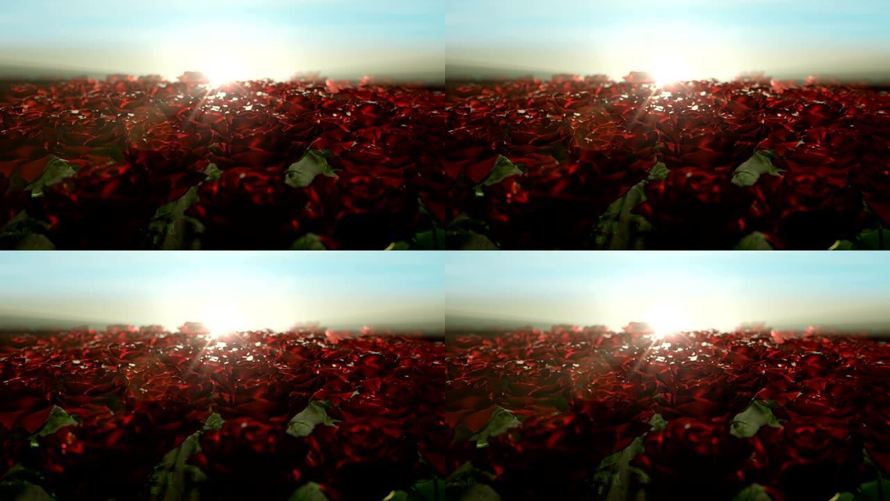红玫瑰田野上美丽平静的日出