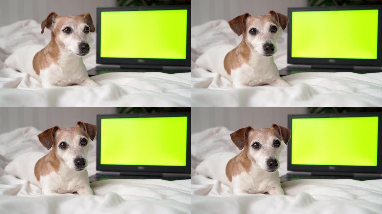 狗杰克罗素梗看着镜头。笔记本电脑后面有绿色色度键屏幕