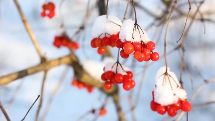 冬天雪下冻荚。雪中的荚蒾。第一场雪。美丽的冬天