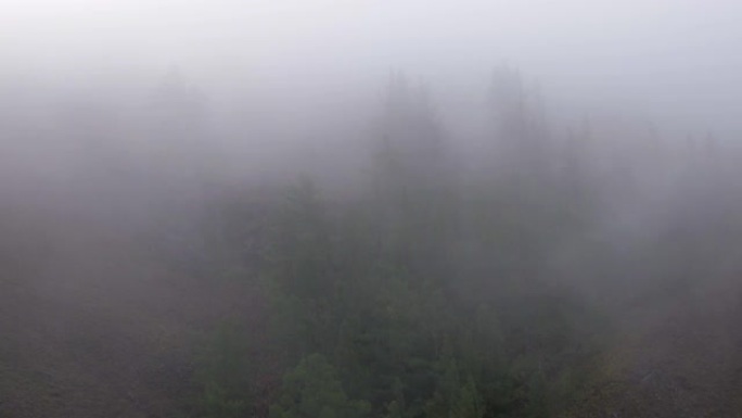 浓雾沿着森林边缘漂移。云笼罩着针叶林。风吹过树木。雾霾和森林大火的烟雾隐藏的云杉。