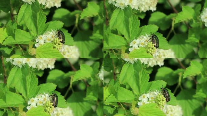 Cetonia aurata，称为玫瑰金谷草或绿色玫瑰金谷草收集花蜜并同时给开花的灌木丛授粉。