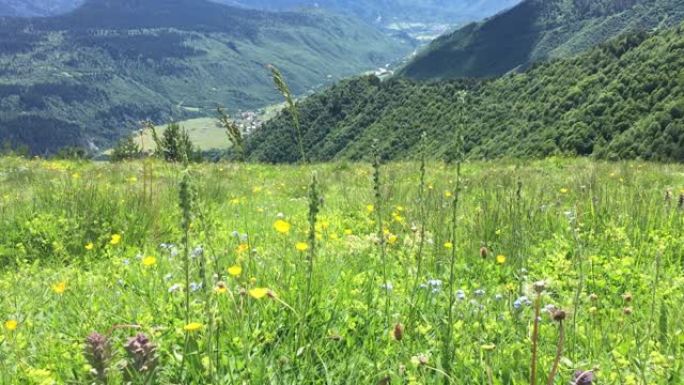 田野里的花