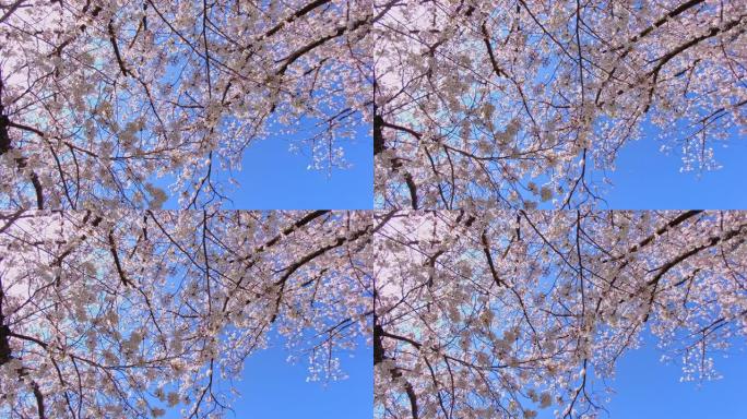 仰望上面盛开的樱桃树，在微风中摇曳在蓝天的背景下，在阳光的照耀下，这是日本春天的景象。