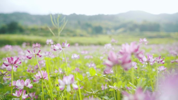 婺源特写乡村紫色花朵草地蜜蜂春天