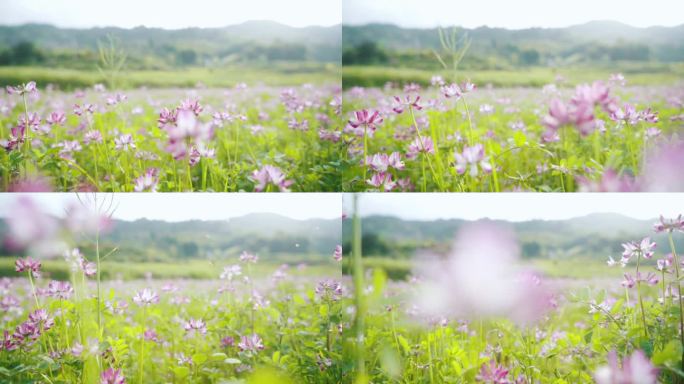 婺源特写乡村紫色花朵草地蜜蜂春天