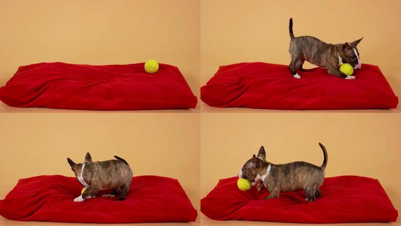 顽皮的小斗牛犬小狗正在红色枕头上玩球。可爱的犬宝宝在黄色背景下在工作室里奔跑和跳跃。特写。慢动作