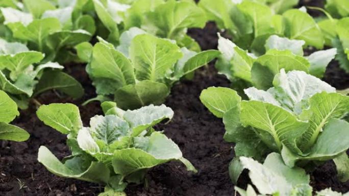 在有机农场种植的特写新鲜有机绿色cos生菜。