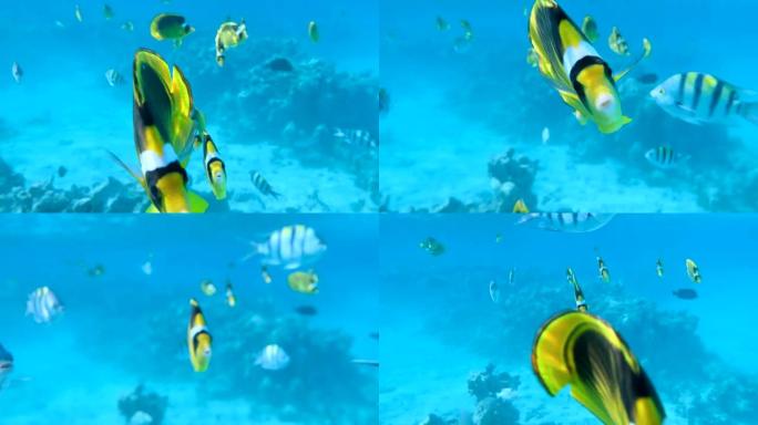 好奇的蝴蝶鱼学校游泳，看着相机镜头。对角蝴蝶鱼 (Chaetodon fasciatus)。特写肖像