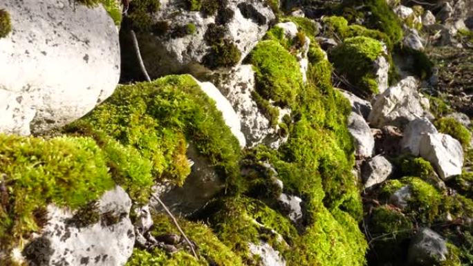 绿色的苔藓覆盖着乡村墙的石头。