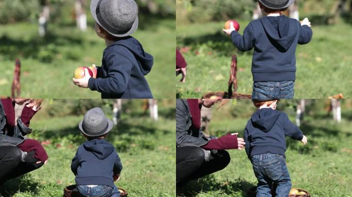 年轻的红发男婴在果园摘苹果