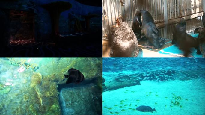 一个大型水族馆，里面有大量的鱼 珊瑚礁的水下景观 一只在水中游泳的龟