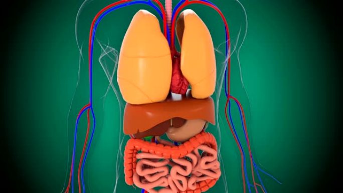 解剖人体模型，三维渲染背景，人体模型的一部分与器官系统