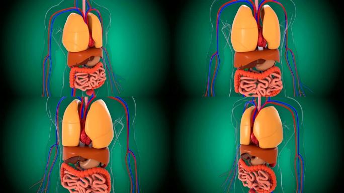 解剖人体模型，三维渲染背景，人体模型的一部分与器官系统