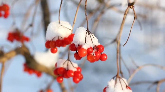 冬天雪下冻荚。雪中的荚蒾。第一场雪。美丽的冬天