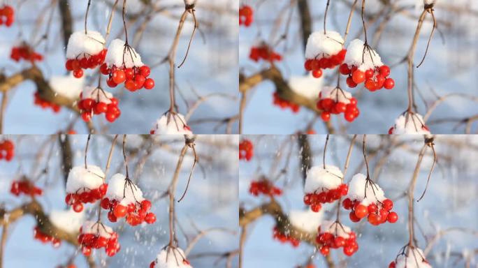 冬天雪下冻荚。雪中的荚蒾。第一场雪。美丽的冬天