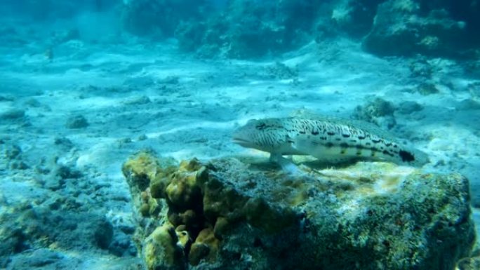沙鲈鱼躺在太阳光下的珊瑚礁上。斑点沙鲈 (Parapercis hexophtalma)，慢动作。红
