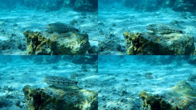 沙鲈鱼躺在太阳光下的珊瑚礁上。斑点沙鲈 (Parapercis hexophtalma)，慢动作。红