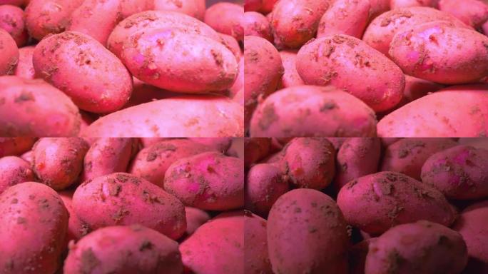 土壤中的有机新鲜马铃薯。红薯旋转平稳。