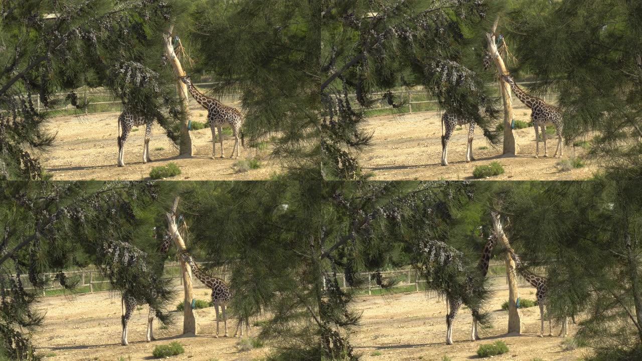 长颈鹿吃树上的叶子。从树后看到长颈鹿。户外非洲动物园。出于意志的动物